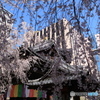 桜のカーテン