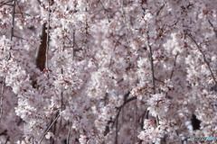 花の滝