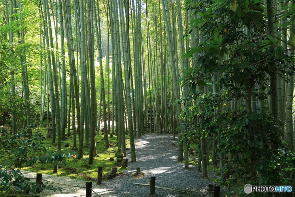 竹林の路
