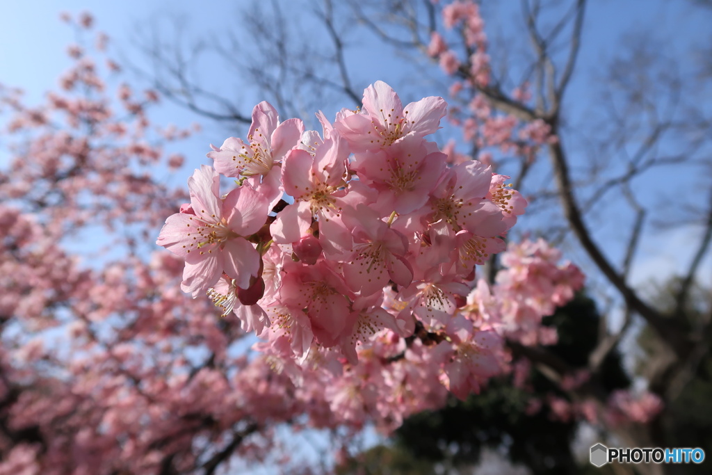 桃色桜花