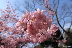 桃色桜花
