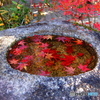 モミジ水鉢