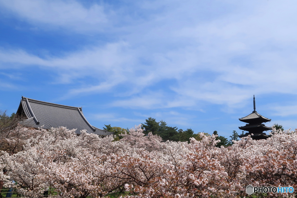 花の海