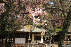 奈良九重桜