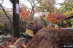 晩秋の奈良公園