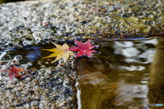 黄紅葉赤紅葉