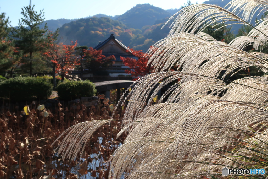 白く輝く