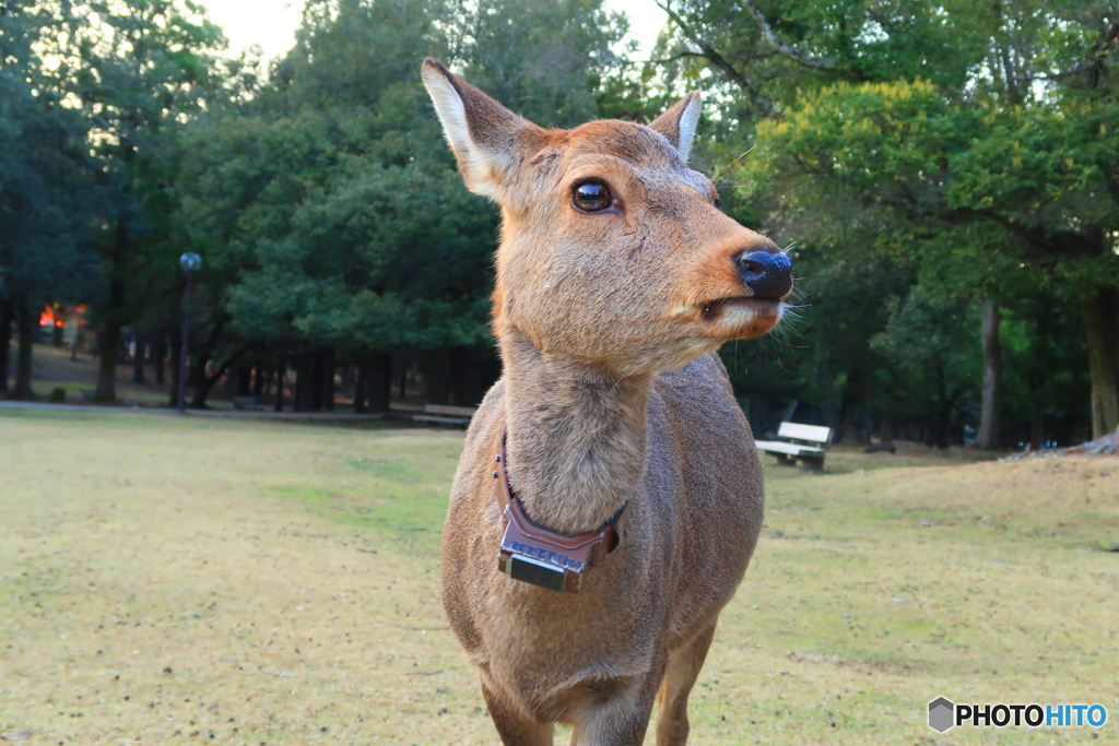 首輪の鹿さん