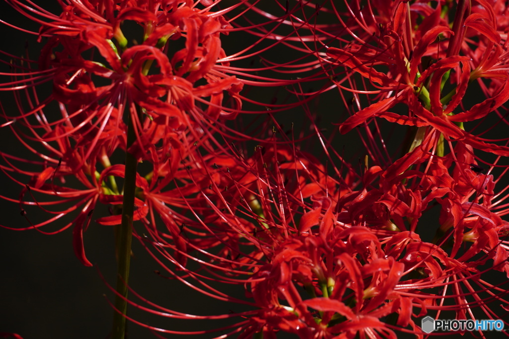 曼珠沙華
