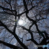 桜下より望む