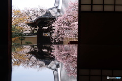 鏡桜
