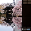鏡桜
