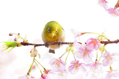 まるまる