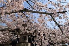 桜花の下
