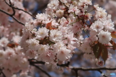 小さな桜花