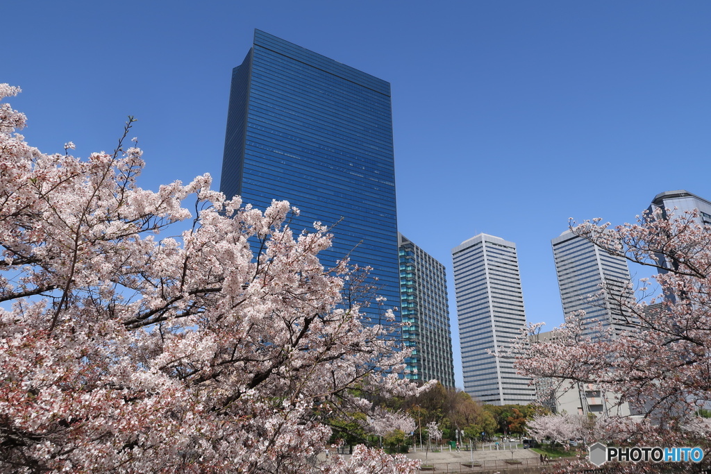 蒼と桜花