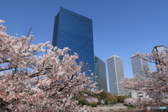 蒼と桜花