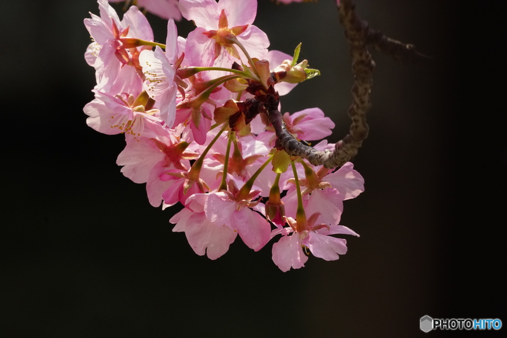 裏桜