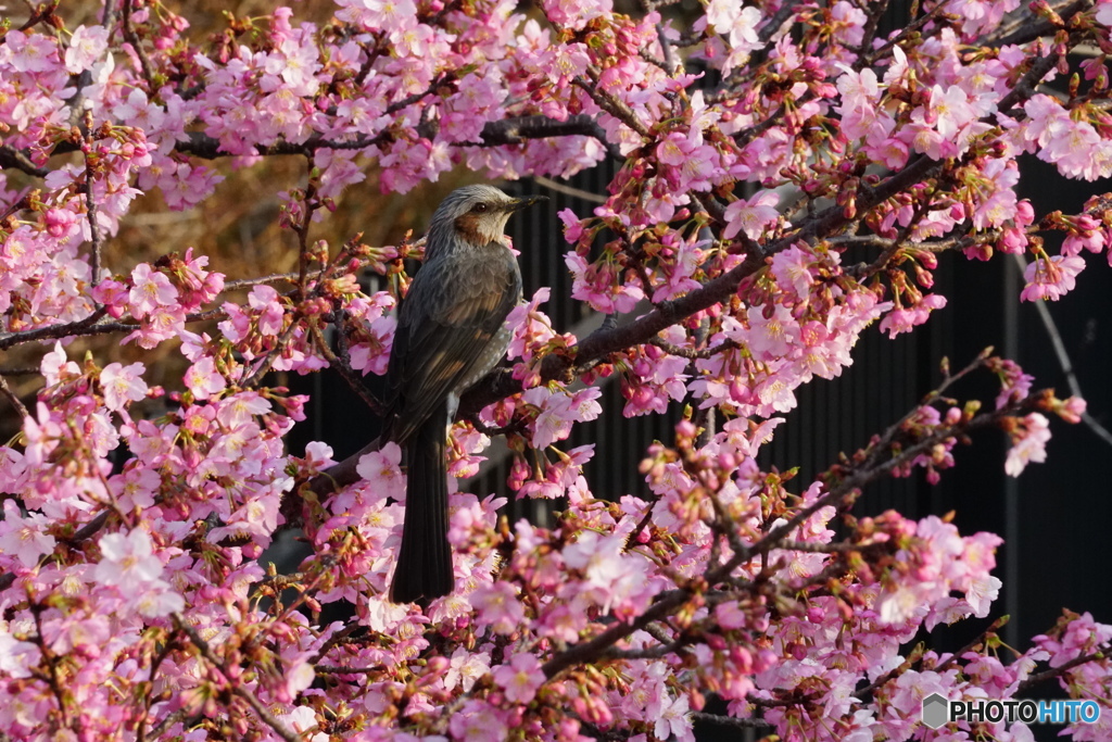 ヒヨドリと河津桜