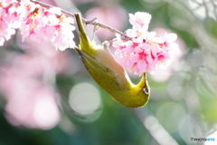 アクロバット