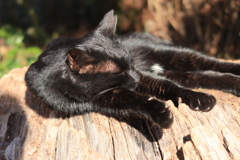 黒猫眠眠