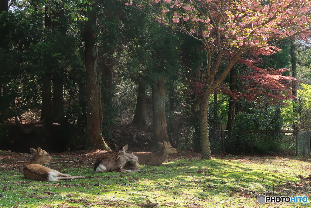 八重桜の下で