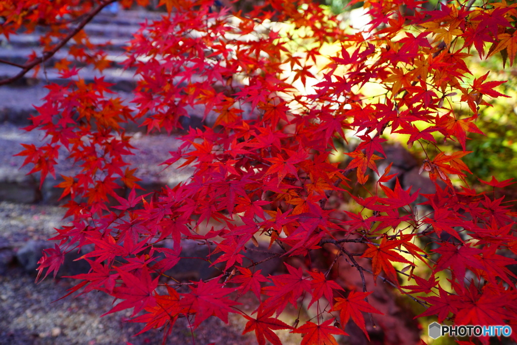 紅葉の馬場