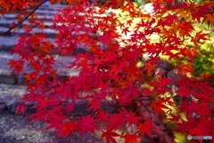 紅葉の馬場