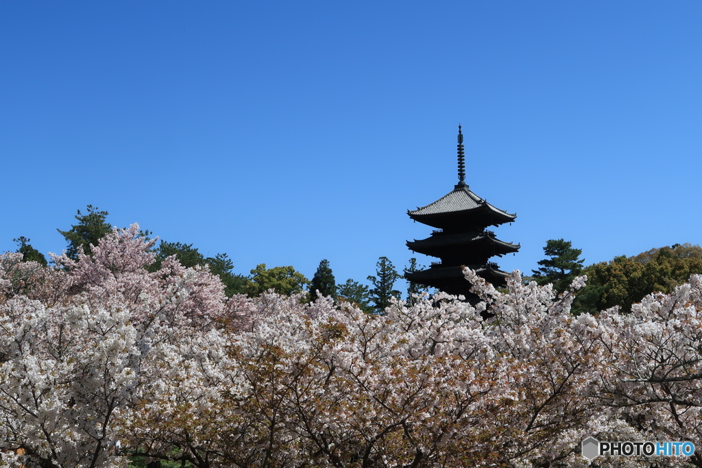 桜上の塔