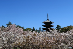 桜上の塔