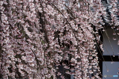 滝桜花