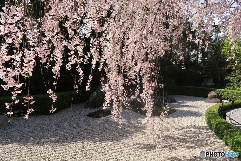 華滝桜花