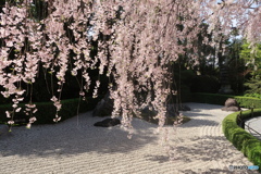 華滝桜花