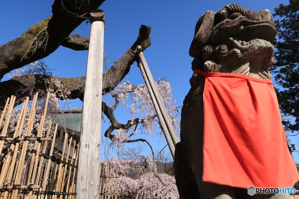 古桜