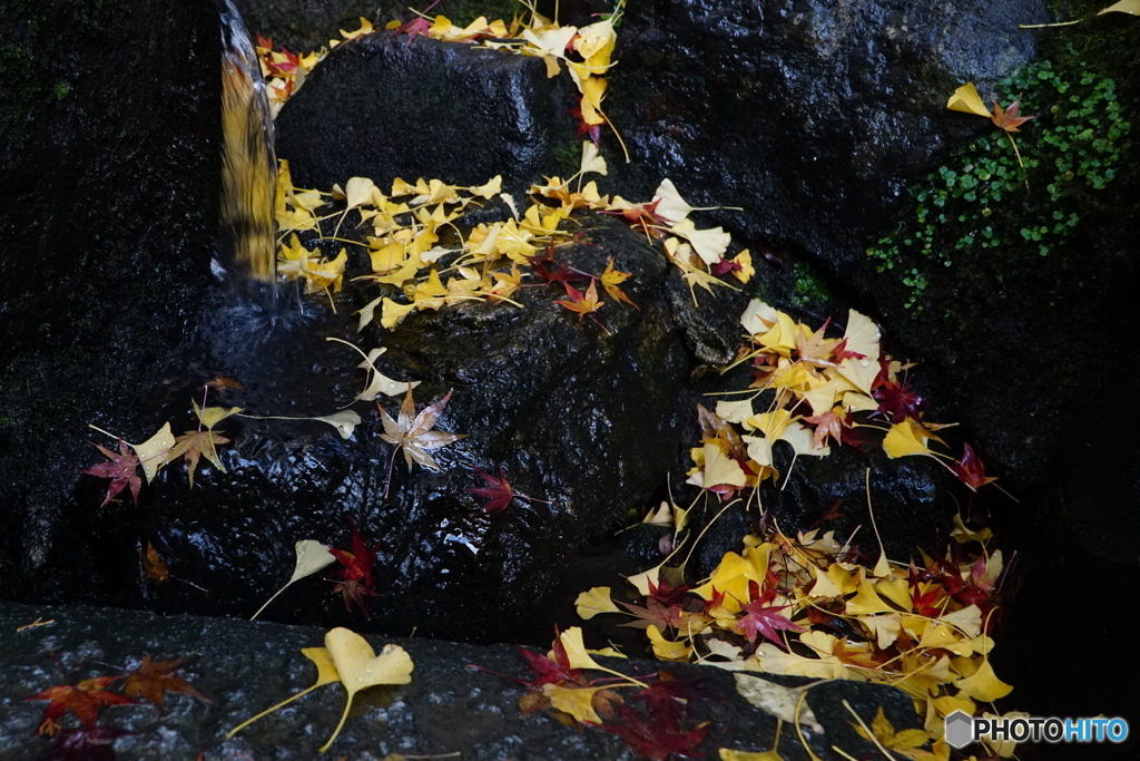 流れ紅葉１