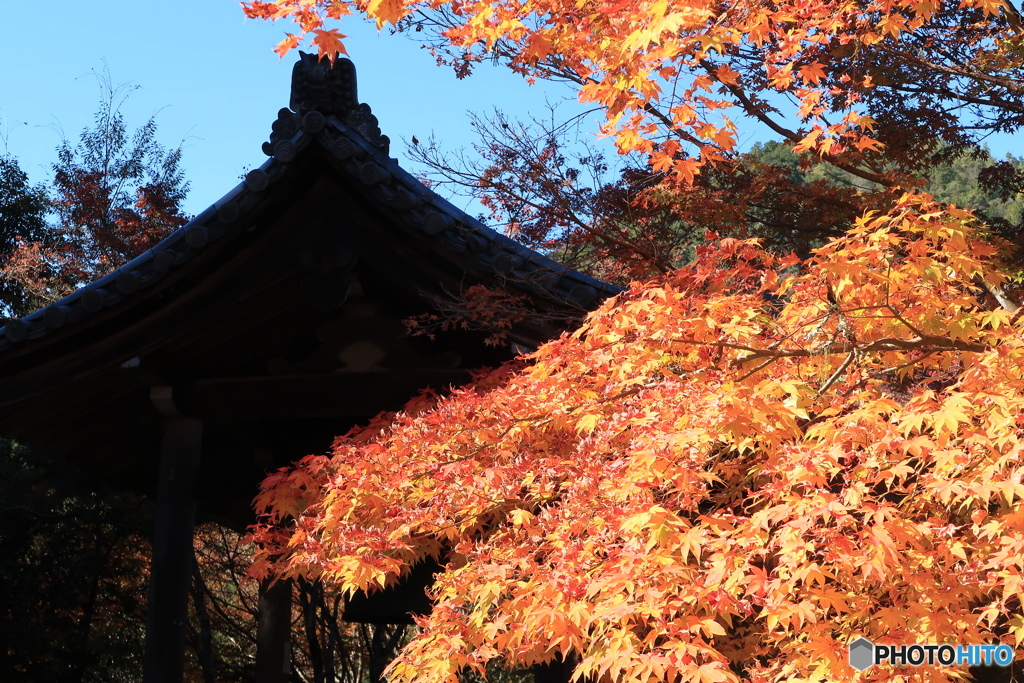 橙色紅葉