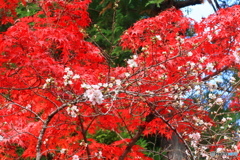 十月桜と赤モミジ