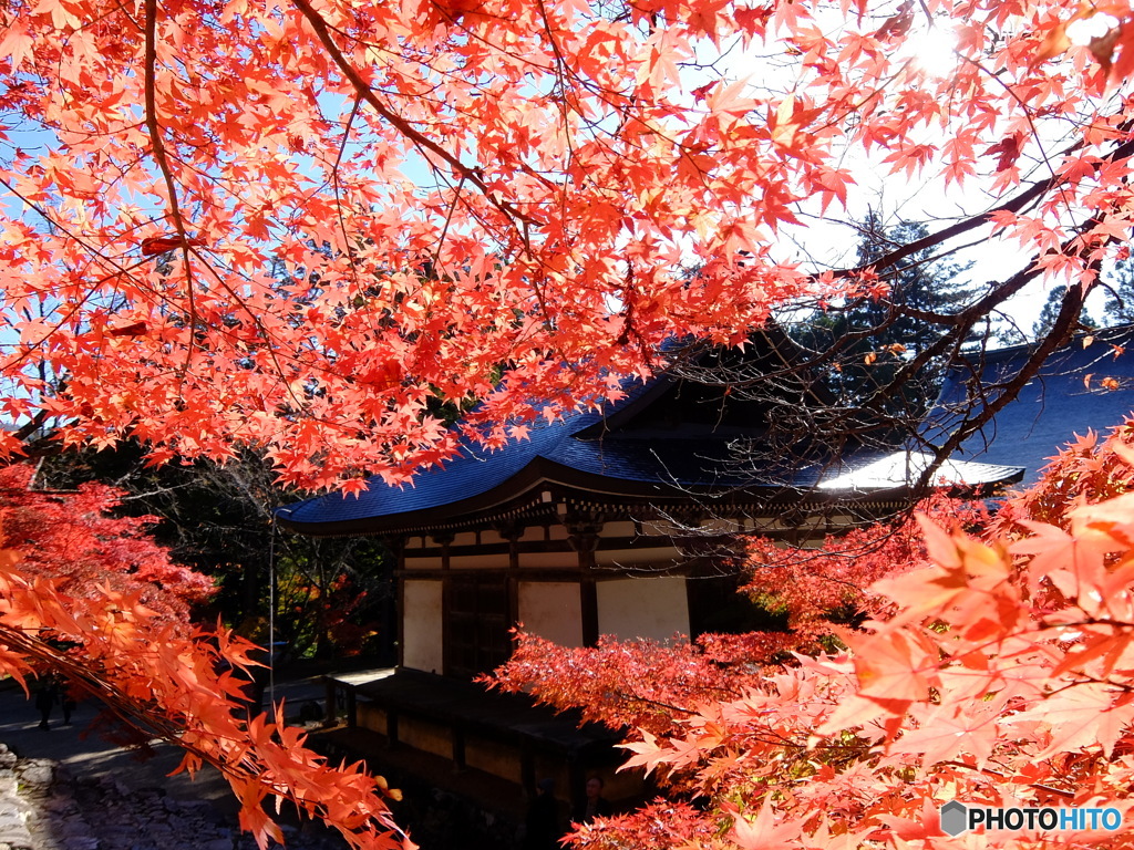 モミジに囲まれて