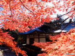 モミジに囲まれて