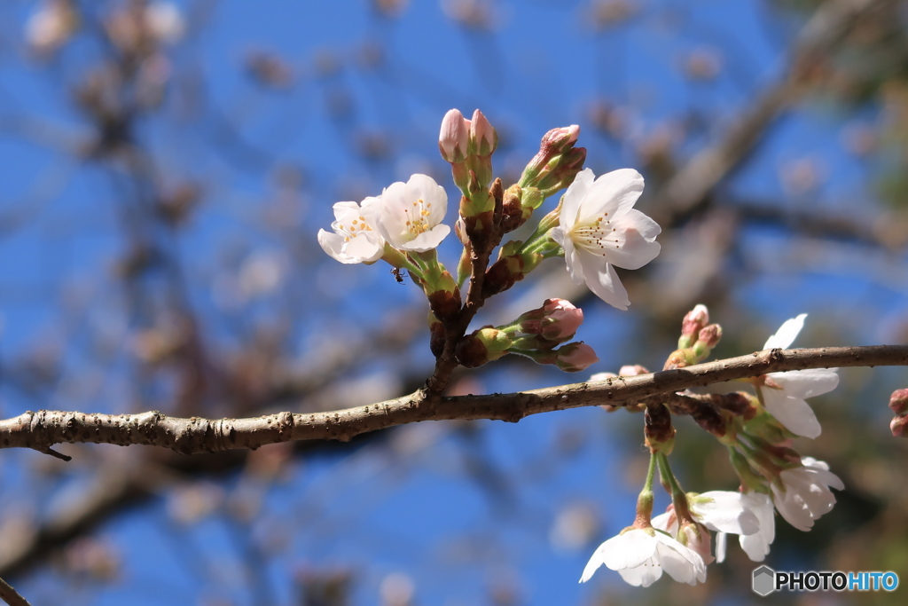 開花