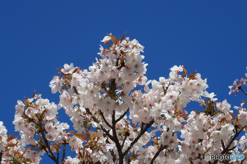御室桜