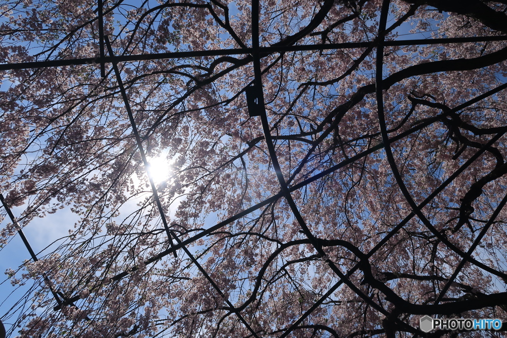 桜天蓋