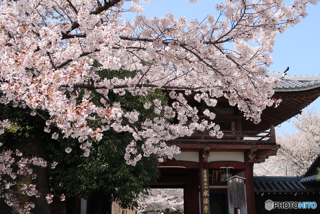 京都本法寺