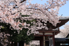 京都本法寺