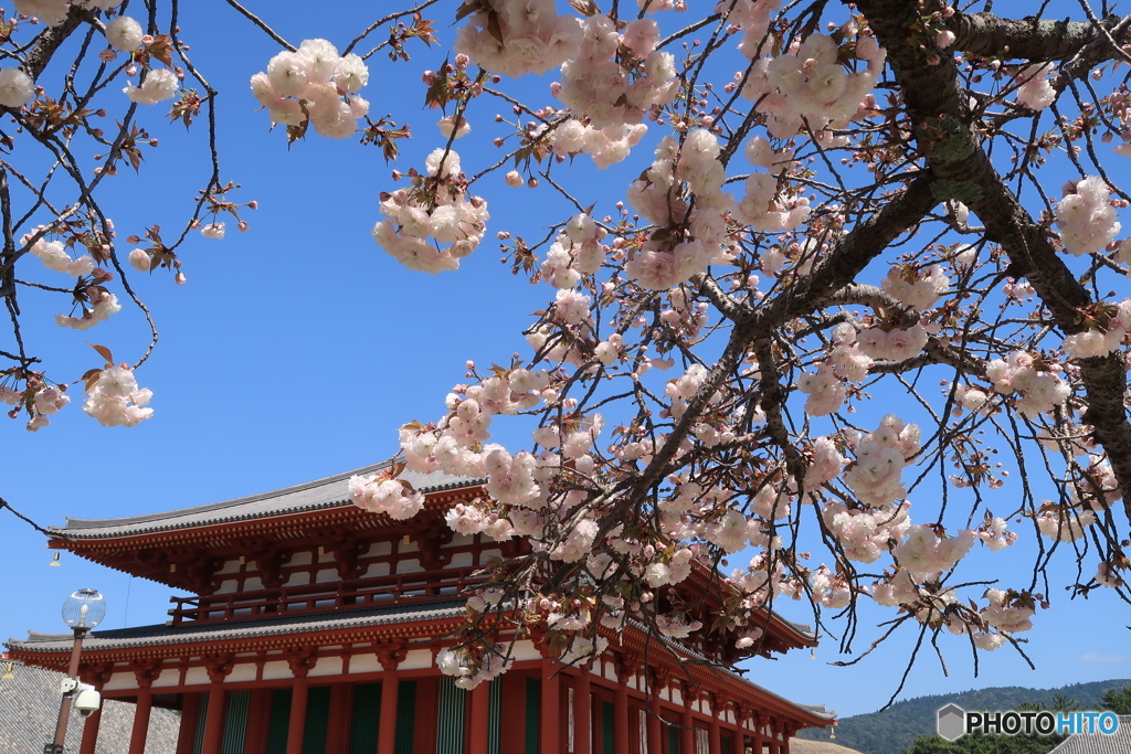 興福寺東金堂春