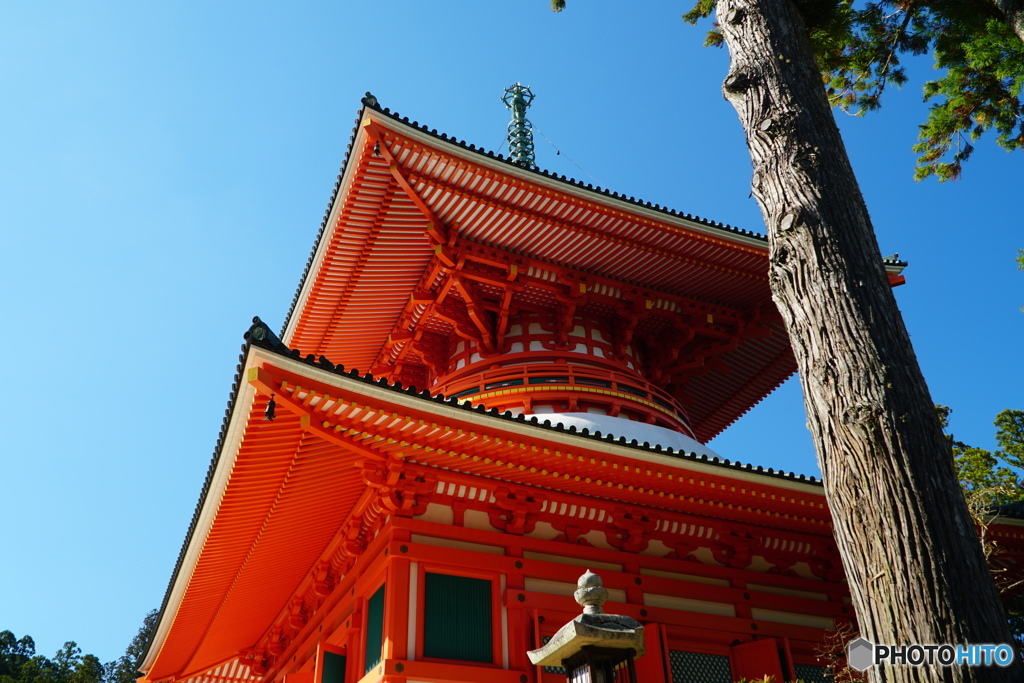 仰ぎ見る大塔