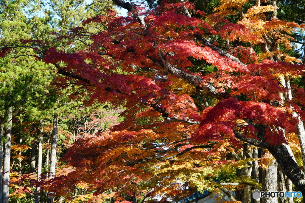 高野山の秋