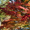 高野山の秋