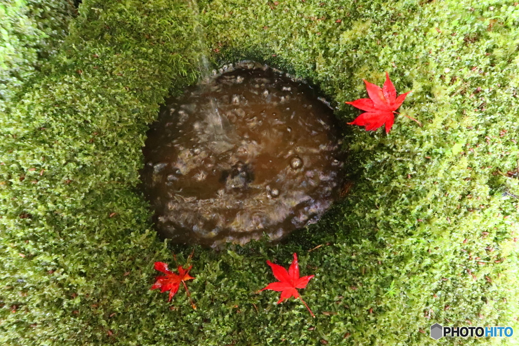 苔むす