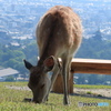 若草山より